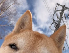 褒められた犬がかわいすぎ！　通りすがりに「いい犬ですね」と言われて…？