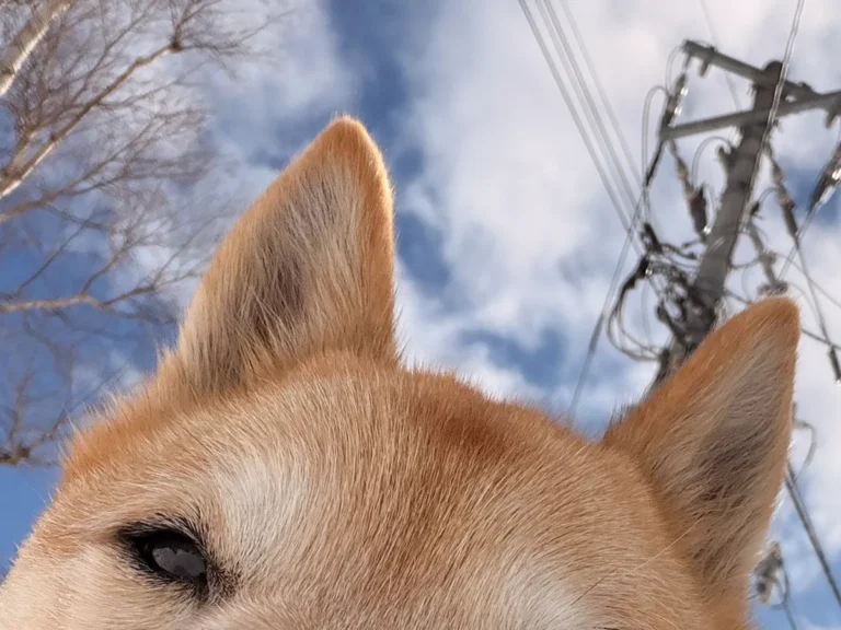 柴犬の写真
