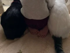 猫と1歳児の写真