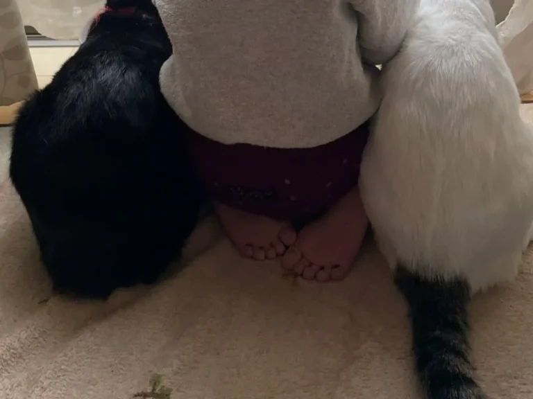 猫と1歳児の写真