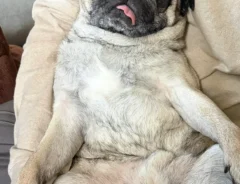 ドッグランでキラキラ笑顔のパグ、家に帰ると…　比較写真に「本当に同じ犬？」「笑った」