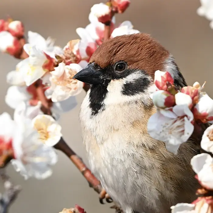 梅とスズメの写真