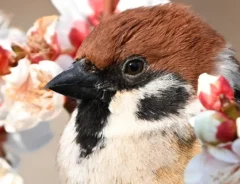 『春の訪れ』を教えてくれるスズメ　その姿に「素敵な1枚」「ニッコリした」