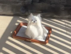 天気が良いのでベランダに犬を出したら…　表情に「笑った」「想像と違う」