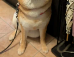 散歩が待ちきれない柴犬　楽しみすぎて『耳』が…「めちゃかわ」「ワクワクだね」