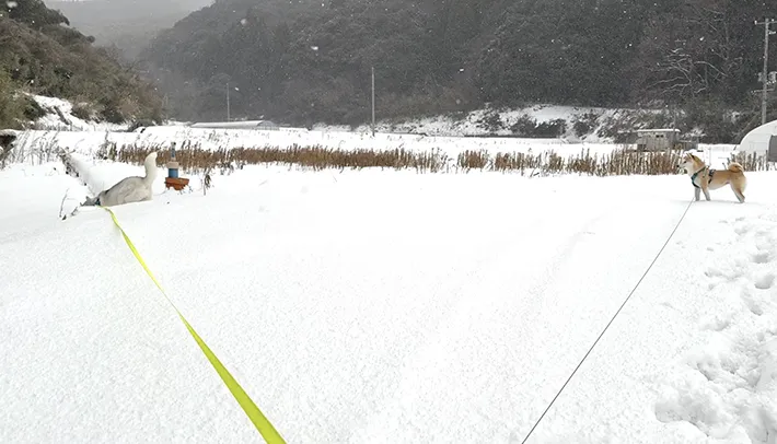 柴犬とハスキー