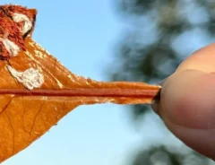 レッサーパンダが刺繍された葉っぱアートの写真