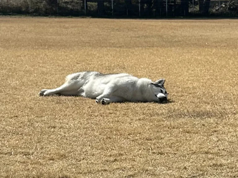 ドッグランで寝転ぶハスキー