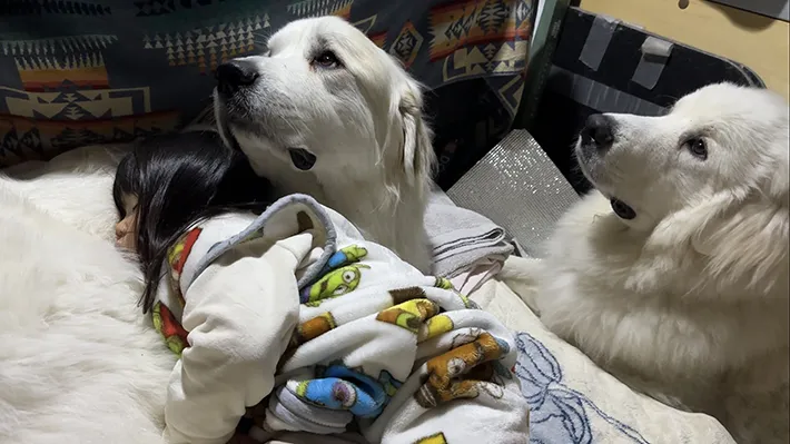 大型犬と女の子