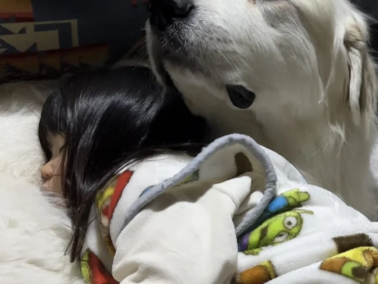 大型犬と女の子