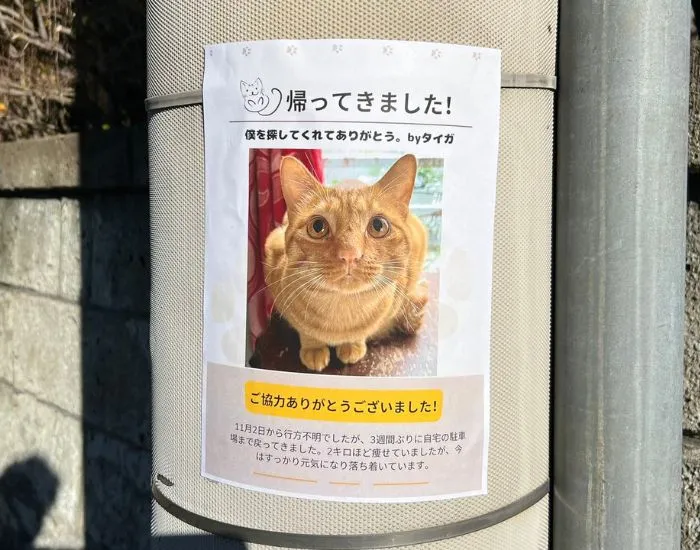 猫の貼り紙が貼ってある電柱