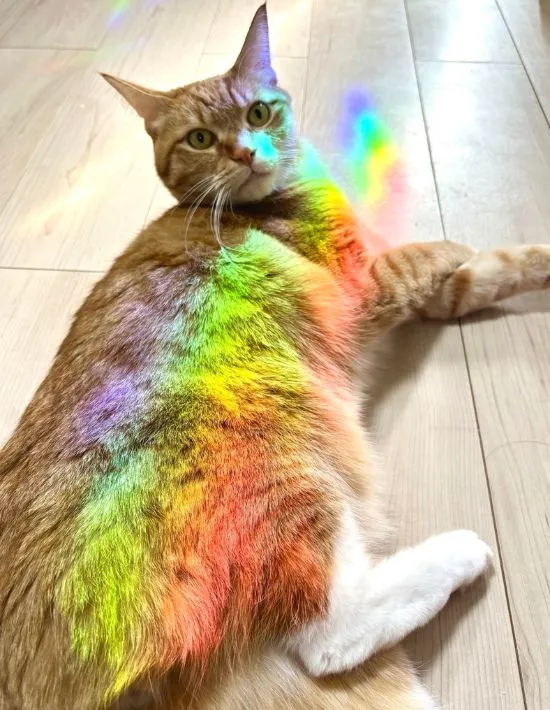 ゲーミングカラーに光る猫