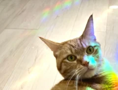 「HP全回復してくれそう」　偶然撮れた猫の姿に「これは大当たり」「神々しい」