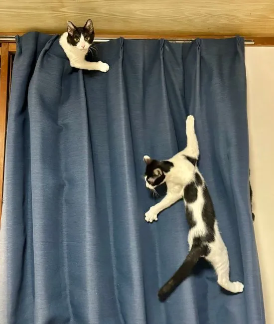 カーテンにしがみついている猫