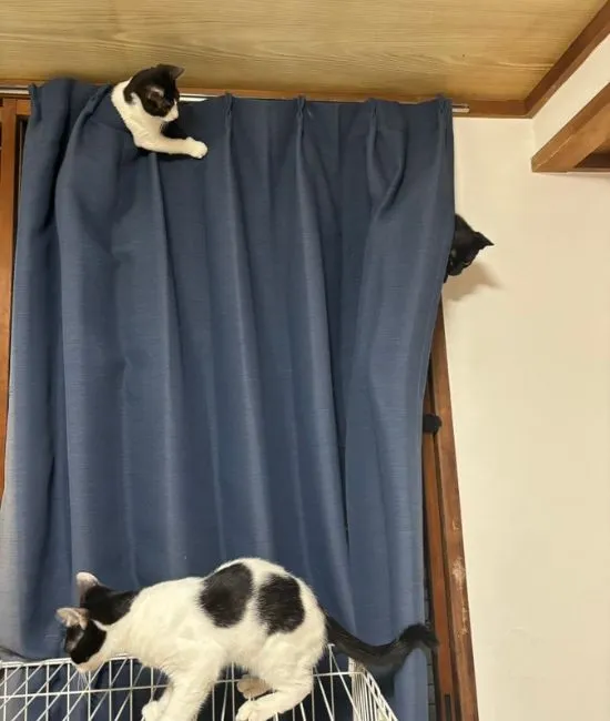カーテン周りにいる2匹の猫