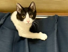 カーテンにしがみつく猫