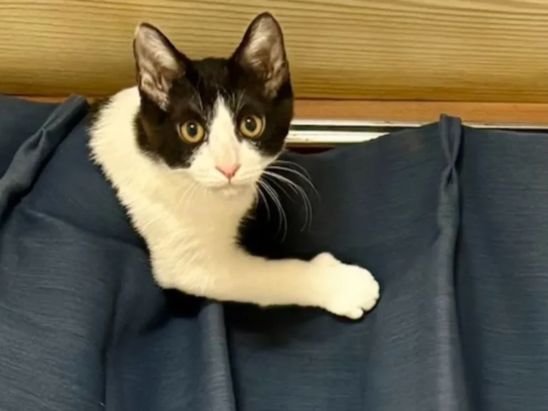 カーテンにしがみつく猫