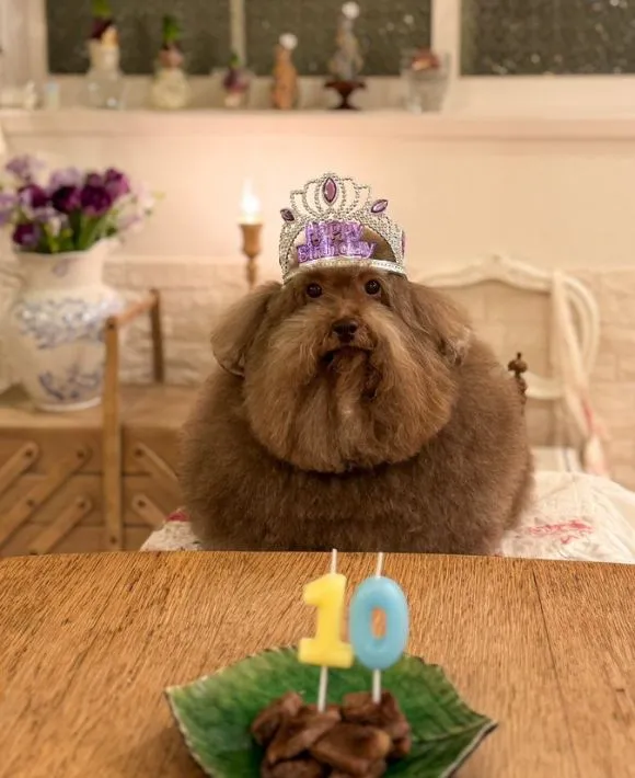 テーブル越しに見えるプードル