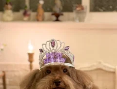 王冠をかぶった犬