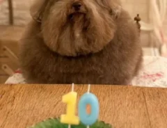 誕生日を祝われる犬