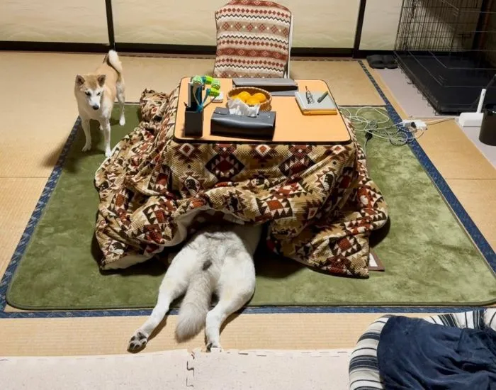 コタツに独特な体勢で入る犬の様子