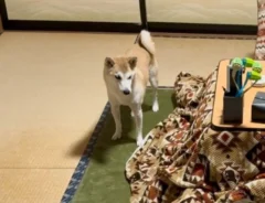 視線を向ける柴犬