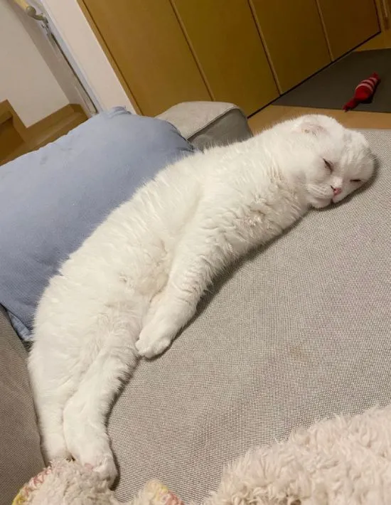 寝そべる白い猫