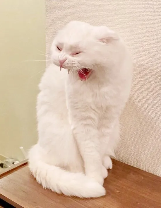 口を大きく開けた白い猫