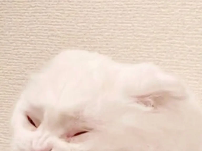 あくびをする白猫