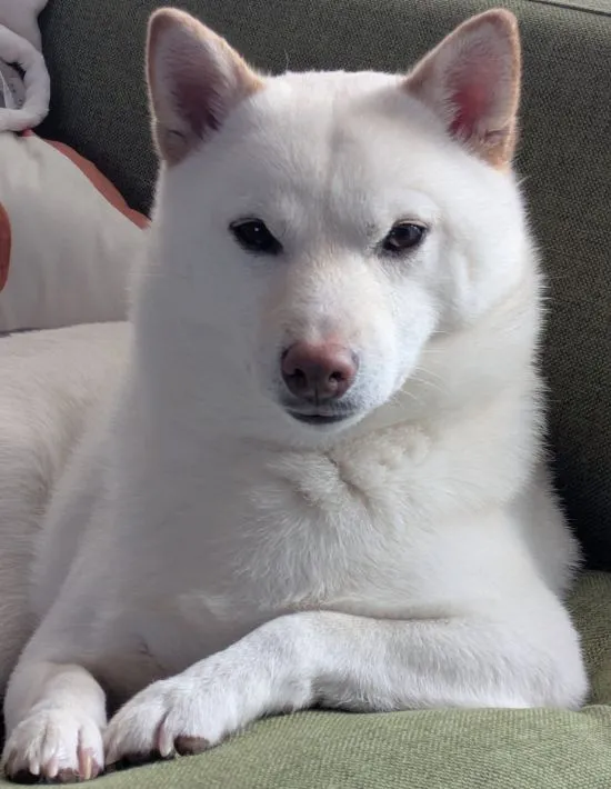 凛々しい顔つきの白い犬