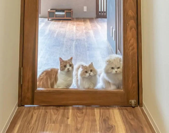 透明な扉の前で立ち止まる猫たち