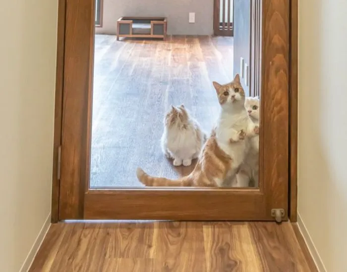 透明な壁の端を探す猫