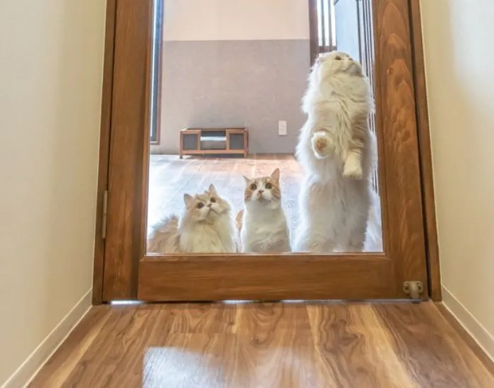 透明な壁の橋を探す猫