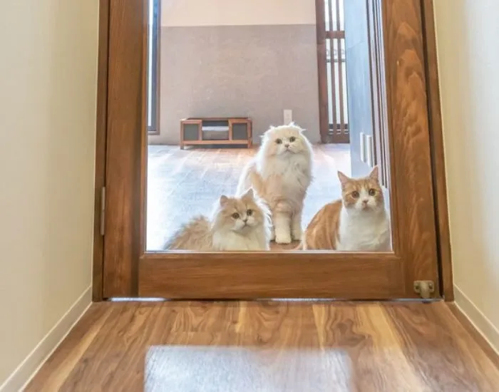 壁越しに見つめる猫たち