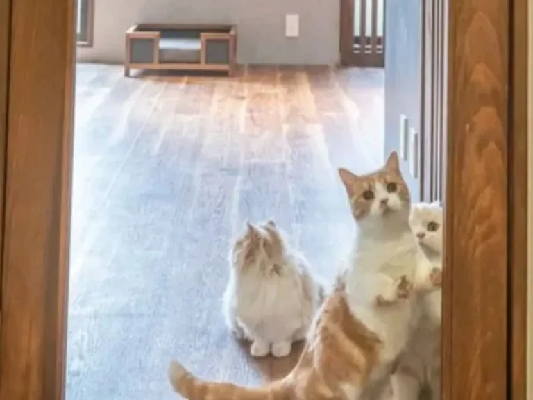 透明な扉を見つめる3匹の猫