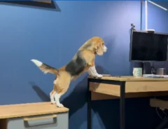 やんちゃなビーグルの写真