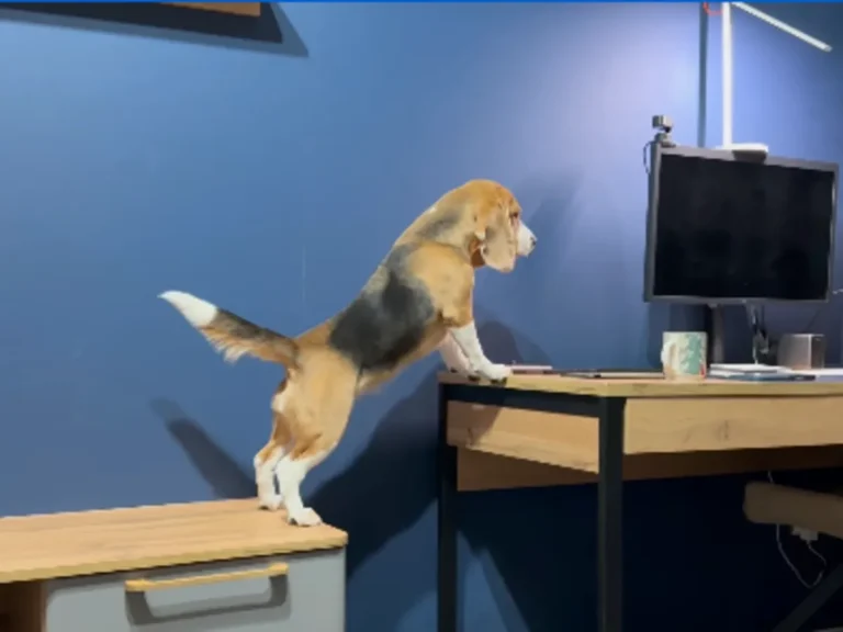 やんちゃなビーグルの写真