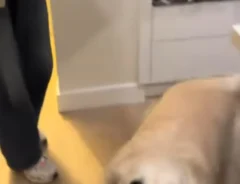 ゴールデンレトリバーの写真