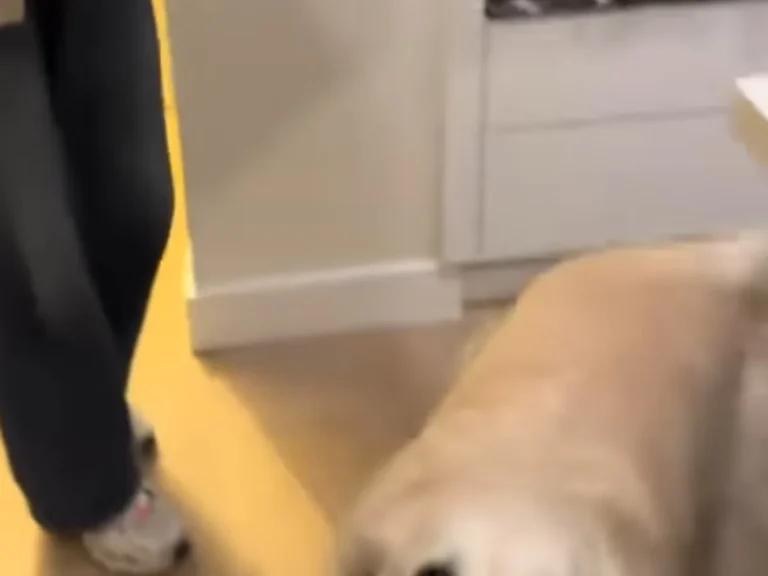 ゴールデンレトリバーの写真