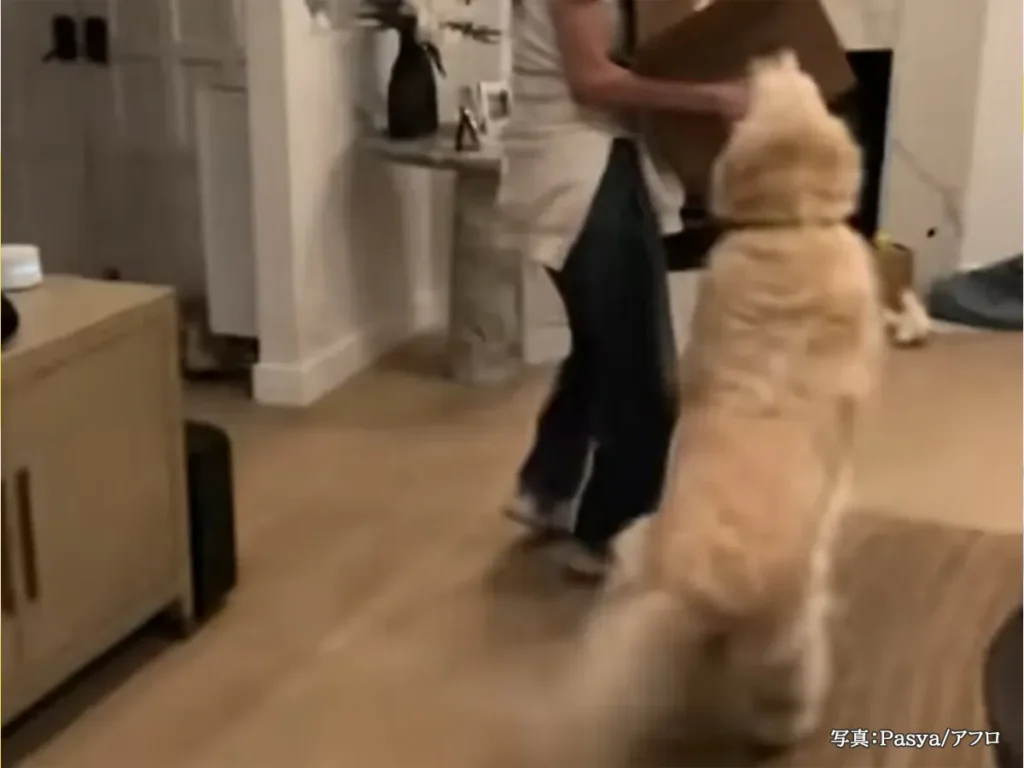 ゴールデンレトリバーの写真