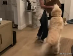 ゴールデンレトリバーの写真