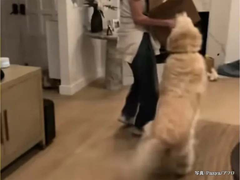 ゴールデンレトリバーの写真