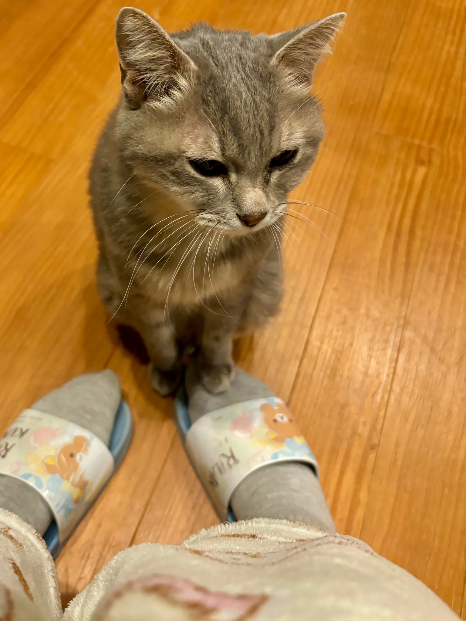 かまってほしい猫