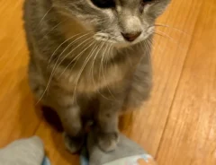 かまってほしい猫