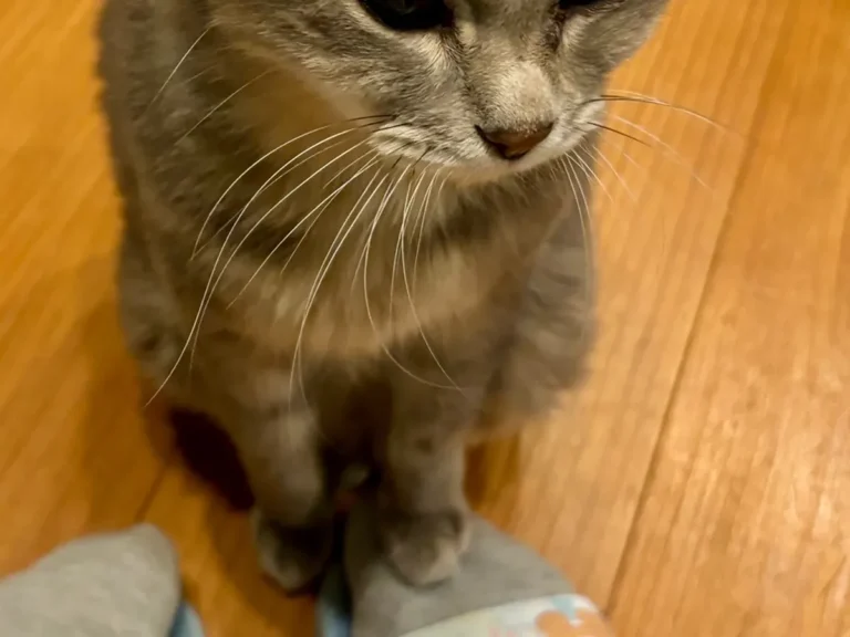 かまってほしい猫