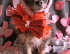 「まんまとハートを奪われた」　見た人をメロメロにした、チワワの『前髪』がコチラ！