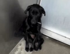 ラブラドールレトリバーの写真