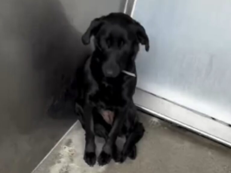 ラブラドールレトリバーの写真