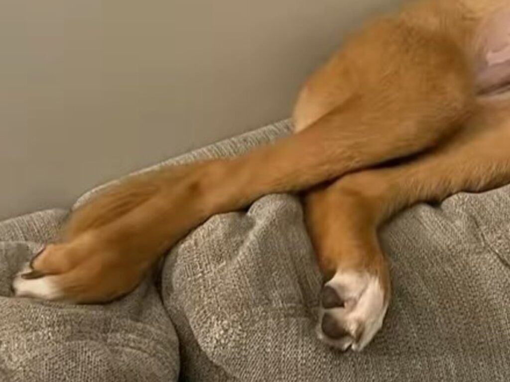 ソファでくつろぐ犬の写真