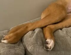 ソファでくつろぐ犬の写真